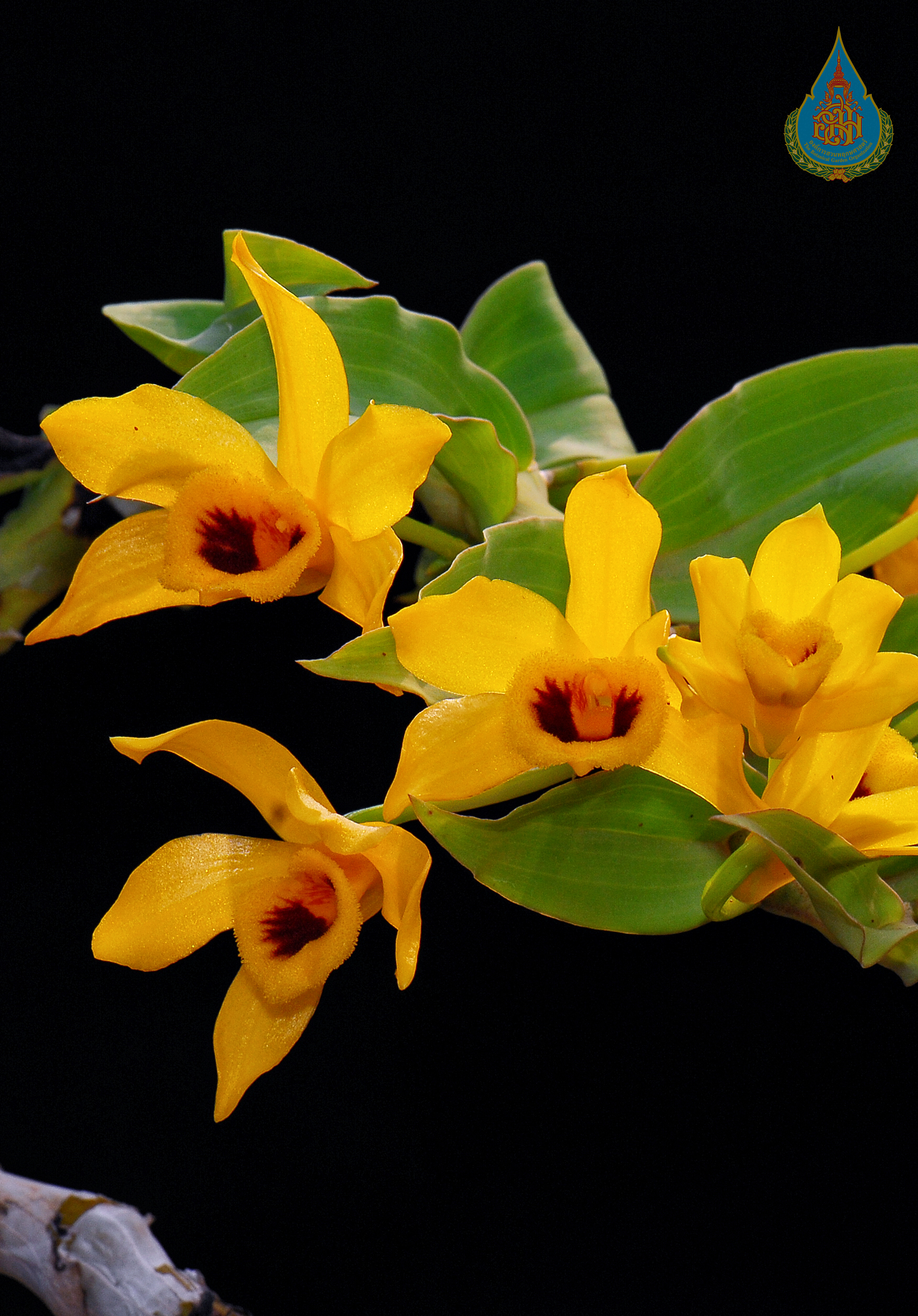 เอื้องคำผักปราบ Dendrobium ochreatum Lindl.<br/>ORCHIDACEAE